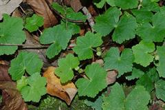 قدح مریم جاوه ای